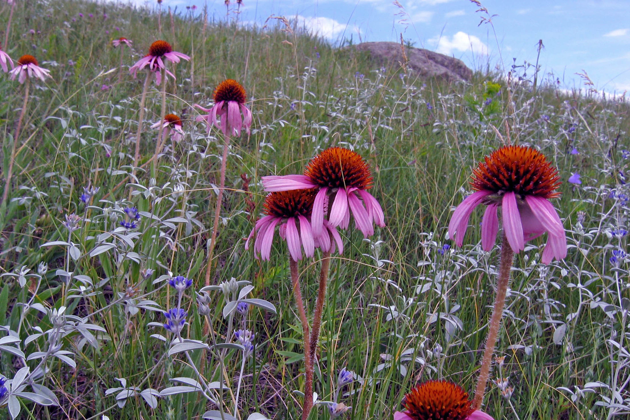 Prairie Coneflower FWS.gov